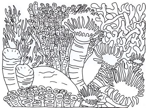 Coral Reef Drawing With Color At Getdrawings Free Download