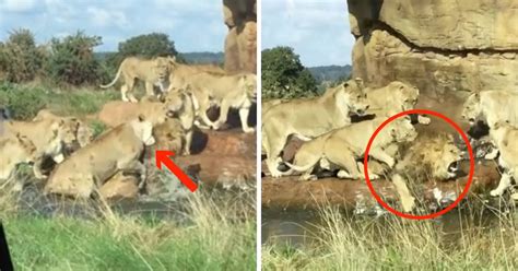 Lioness Pride Attacks Male Lion In Safari Park In Front Of Stunned Tourists Small Joys