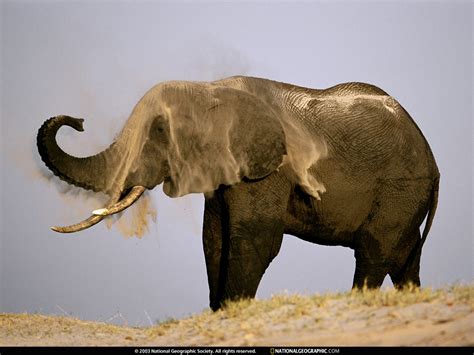 National geographic is the source for pictures, photo tips, free desktop wallpapers of places, animals, nature, underwater, travel, and more, as well as photographer bios. National Geographic Wallpaper African Elephant (아프리카코끼리 ...