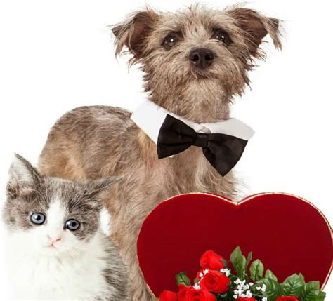 Pamper Your Pets For Valentines Day Miss Molly Says