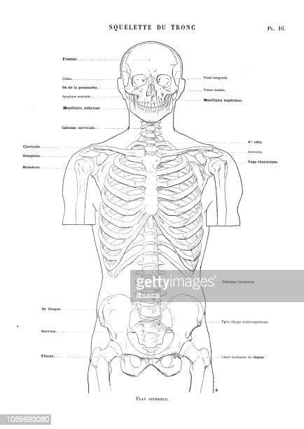 Human Skeleton Rib Cage Photos And Premium High Res Pictures Getty Images