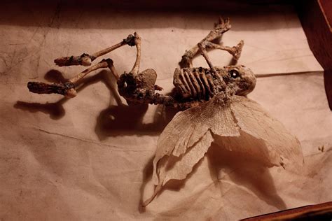 Bodies Of Strange Creatures Were Found In The Basement Of An Old House