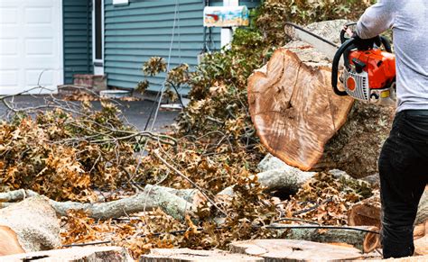 Emergency Tree Service