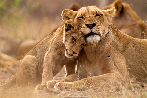 Lion Conservation Protect The Pride Ubuntu Travel Group