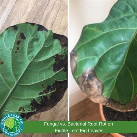 Fungal Vs Bacterial Root Rot The Fiddle Leaf Fig Plant Resource