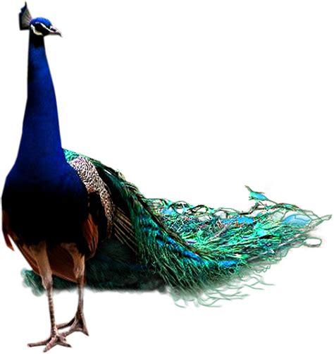 Peacock Png Peacock Feather Peacock Animal Bird Download Free