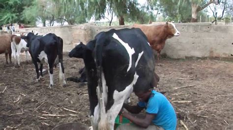 Don't work out so much. traite de 2 vaches laitieres kayes mali - YouTube