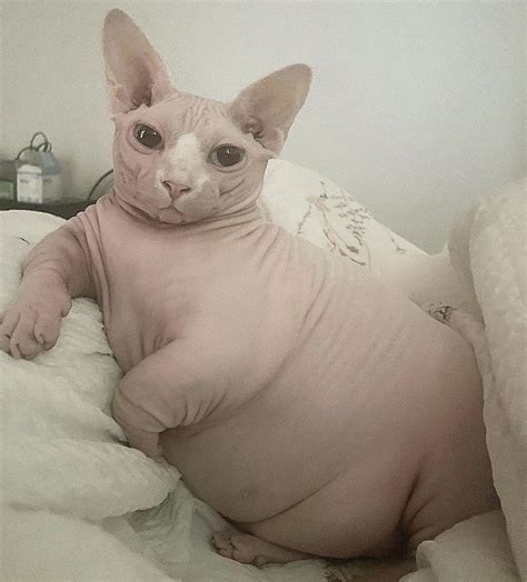 Funny Hairless Cat On Bed