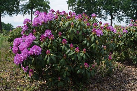 Rhododendron Roseum Elegans Rododendron Den Mulder Boomteelt