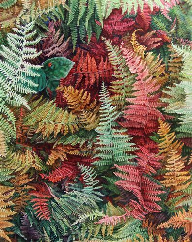 Watercolor Painting Of Ferns Deb Watson Watercolor Tips And Paintings