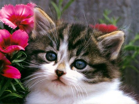 Get Wallpaper Hd Desktop Cute Cat Pictures