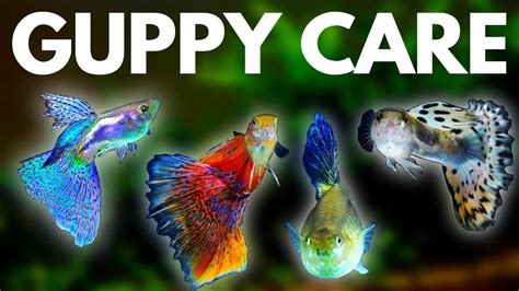 The Complete Guppy Care Guide 2024 Breeding Tank Requirements And More