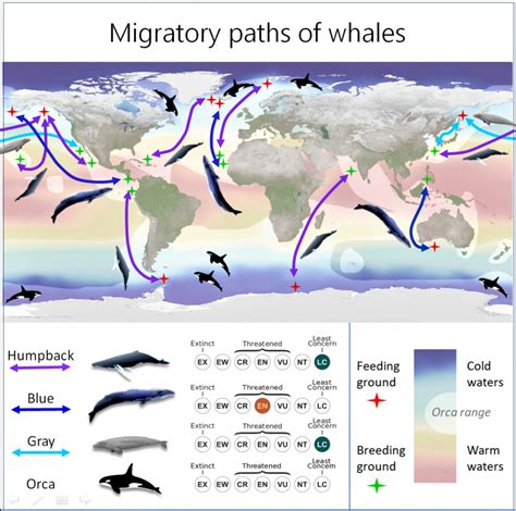 Infographic Chethana Casiker Whale Voyages Adventure