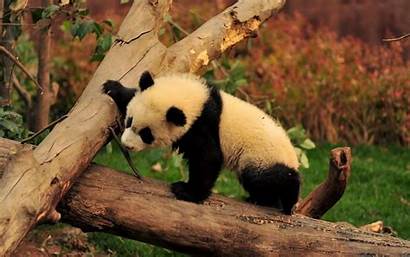 Panda Boom Een Wallpapers Pandas Beer Zwart