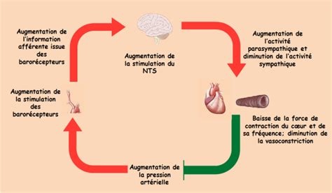 Physiologie des systèmes intégrés, les principes et ...