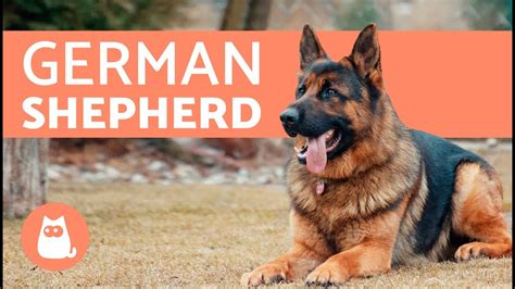 German Shepherd Dog Breed 101 Everything You Need To Know