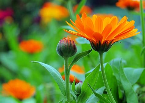 Maybe you would like to learn more about one of these? Wettervorhersage im Garten - Diese Pflanzen sagen das ...