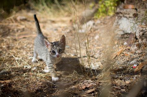 Free Images Wildlife Pet Kitten Feline Mammal Fauna Animals