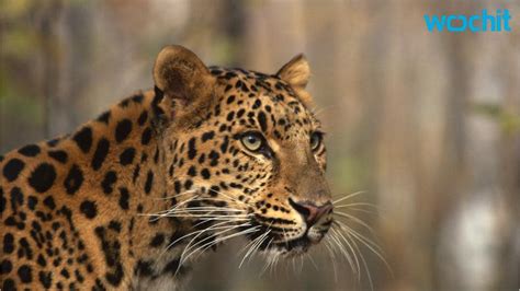 Rarest Big Cat On Earth Starting To Make A Comeback