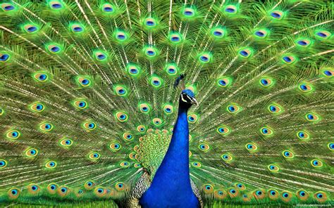 Peacock Hd Wallpapers Top Free Peacock Hd Backgrounds Wallpaperaccess