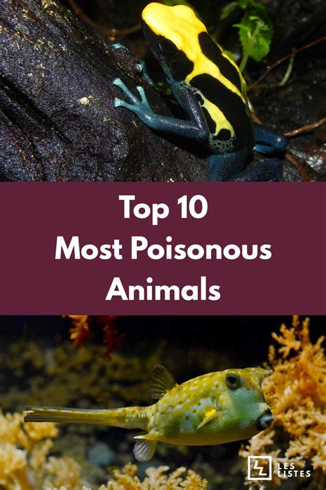 Most Poisonous Animals Are Either Reptiles And Underwater Creatures