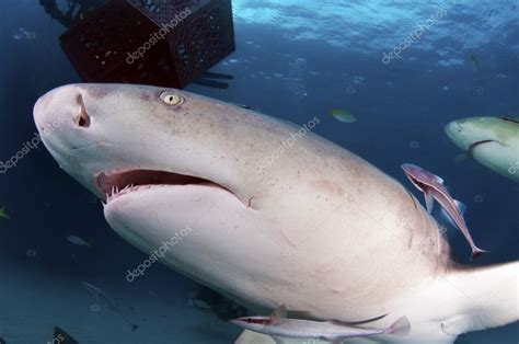 žralok Citronový — Stock Fotografie © Thediver123 8275675