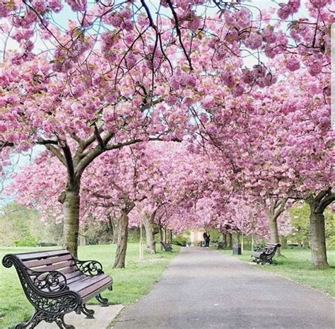 Magical Cherry Blossoms In Greenwich Park Hellospring