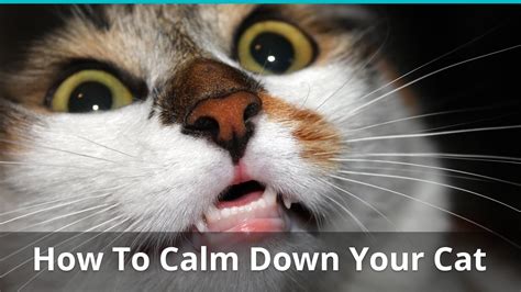 How To Calm Down Your Cat When Its Angry Scared Or Agitated