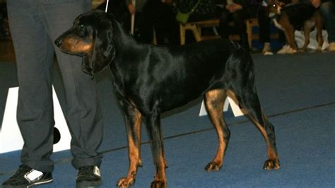 Black And Tan Coonhound Vs Mountain Cur Breeds Comparison Barking