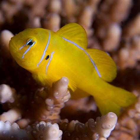 Goby Clown Yellow Coral Live Gem Factory Ltd