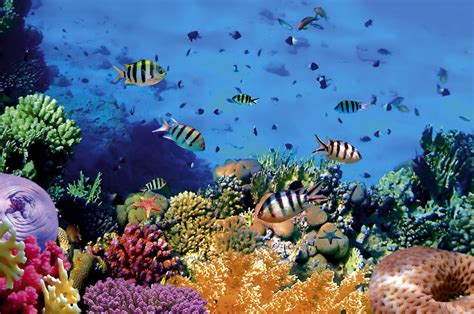Aneka gambar pemandangan bawah laut yang menakjubkan gambar diatas merupakan contoh gambar pemandangan dasar laut yang dapat kami sajikan untuk anda pemandangan dasar laut memang menyuguhkan kemegahan. Tempat Diving Terindah Di Sulawesi yang Tawarkan Keindahan ...