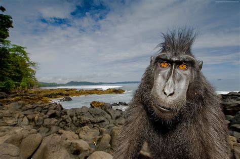 Wildlife Photography Of Black Primate And Black Rocks Hd Wallpaper