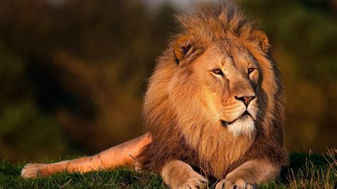 Pengertian Kingdom Animalia Lengkap Ciri, Struktur, Klasifikasi, Contoh