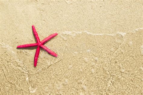 Sea Star Stock Image Image Of Summer Color Star Close 37803657