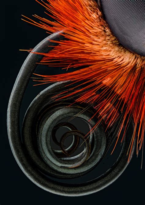 20 Of The Most Beautiful Microscopic Photos In The World Petapixel