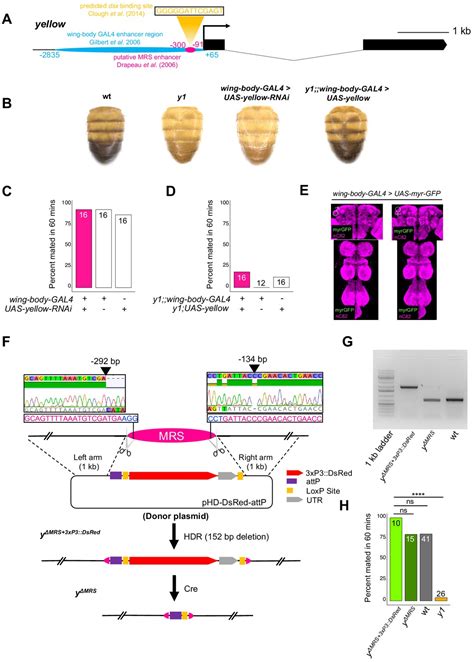 Figures And Data In The Yellow Gene Influences Drosophila Male Mating