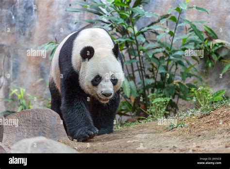Giant Panda Eating Bamboo Stock Photo Alamy