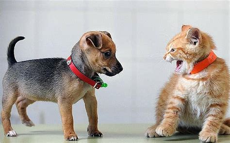Its Finally Proven Scientists Test Whether Cats Or Dogs