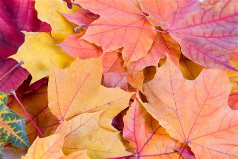 Colored Autumn Leaves Of Linden Tree Isolated On White Background Stock