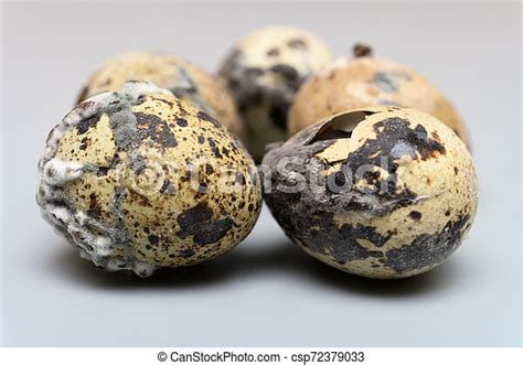 Side View Moldy Quail Eggs On Grey Background Canstock