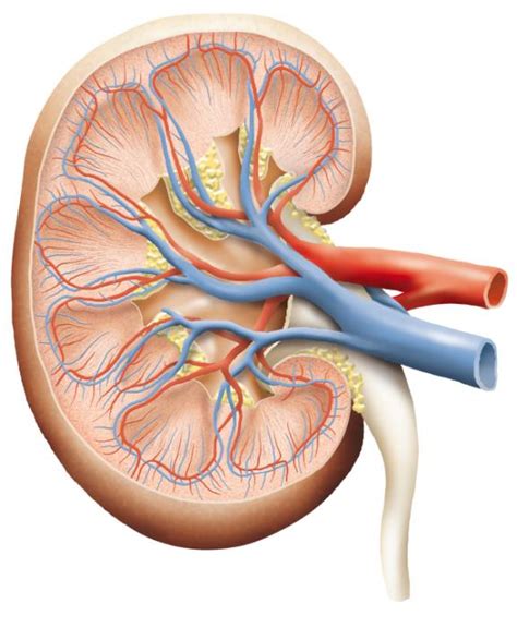 Kidney Infection Symptoms Causes And Treatment