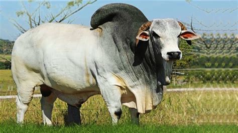 Brahman Cow In America Brahma Bull Youtube
