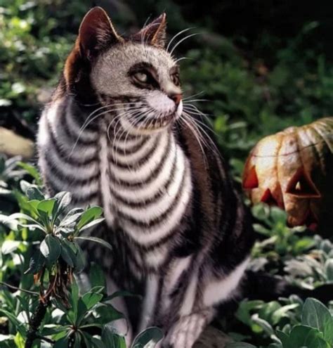 Ten Strange And Unusual Painted Cats That Are Probably Not Real