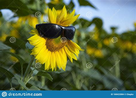 Sunflower Wear A Sunglasses On Blue Sky Background Field Stock Photo