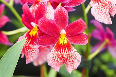 Stylish, modern & unique plants designed to impress. ¿Qué son las orquídeas? - Orquídeas del Perú y del Mundo