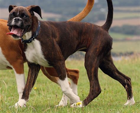 Boxer Dog Breed Profile Your Dog