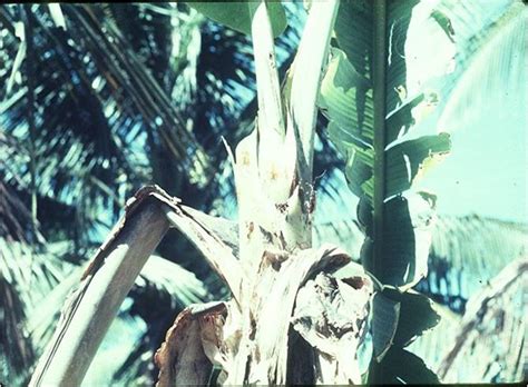 Check spelling or type a new query. ENTO 331 :: Lecture 18 :: Pests of Banana and Cashew
