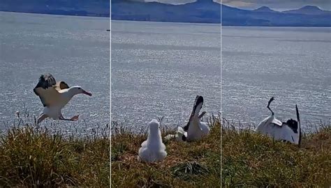 video captures moment royal albatross crash lands in otago newshub