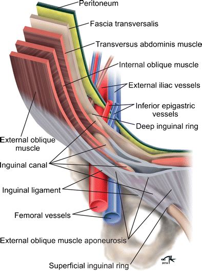 Diagram Of Right Inguinal Canal Anatomy Depicts The Main Elements That