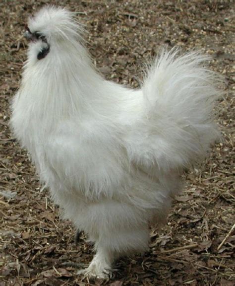Information About The Furry Silkie Chicken Pethelpful
